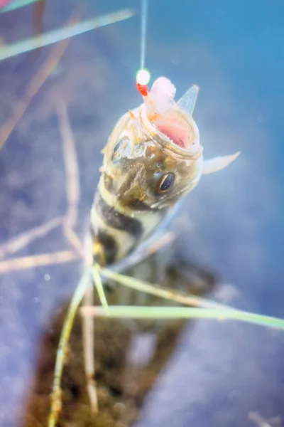 Havsfiske Från Stränderna Vid Exotiska Havskusten Den Grunda Salta Indiska — Stockfoto