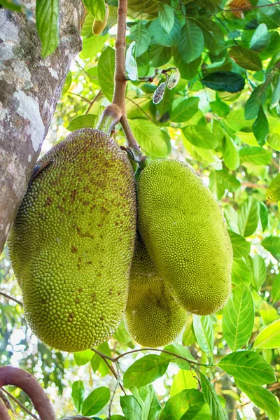 Pain Sur Arbre Fruits Mûrs Des Jardins Tropicaux — Photo