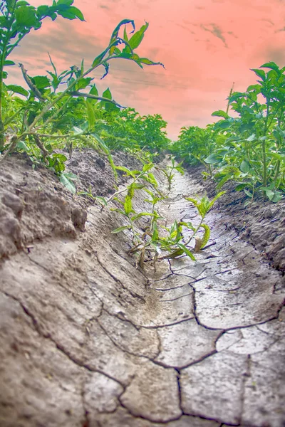 Vegetales Creciendo Campo Abierto Plantación Papas Cultivo Papas Con Sistema —  Fotos de Stock