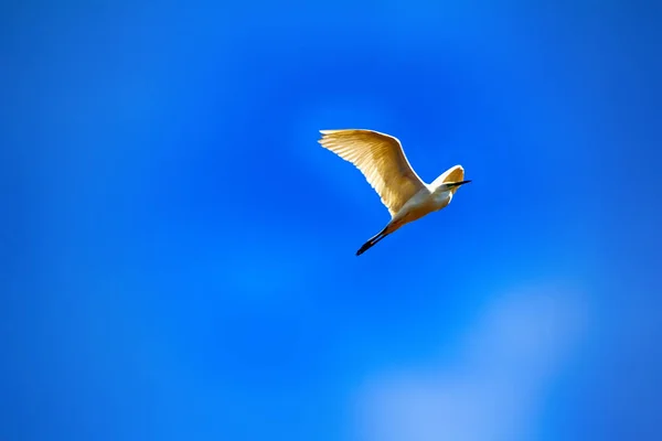 Nagy Fehér Gém Aigrette Egretta Alba Repülés Hajtsa Nyakát Félbe — Stock Fotó