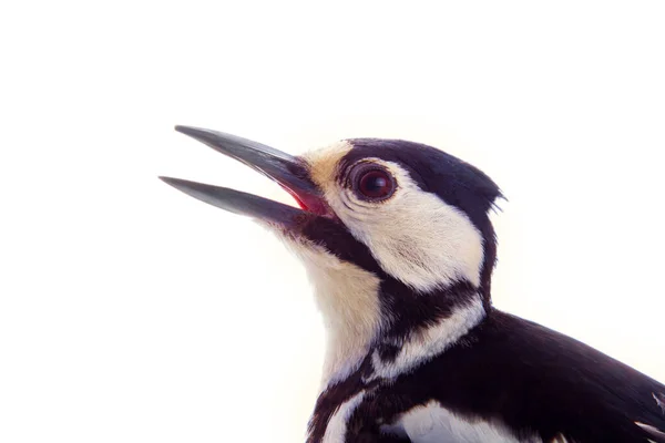 Greater Spotted Woodpecker Dendrocopos Major Useful Forest Bird Eats Harmful — Stock Photo, Image