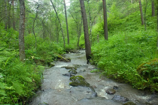 河流在森林中倾泻而下 阿尔泰山区的水资源 — 图库照片