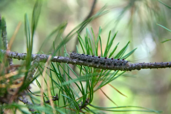 Lymantria Dispar Hernyók Mozognak Erdőben Gyönyörű Kártevő Hernyó Hegyi Erdőben — Stock Fotó