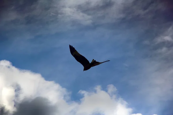 Vogel Himmel Als Symbol Der Freiheit Loszulassen Greifvogel Drachen Himmel — Stockfoto