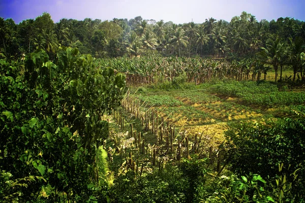 Asian tropical agricultural region of gardens of jungle and instead of jungle