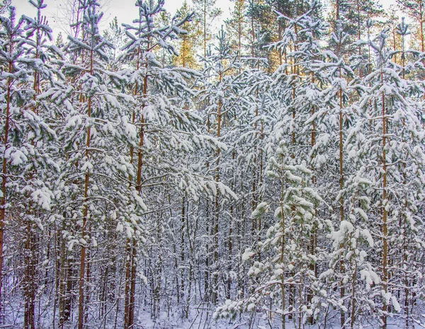 Karlı Köknar Ağaçlı Parlak Kış Ormanı Sonbahar Ormanlarında Erken Kar — Stok fotoğraf