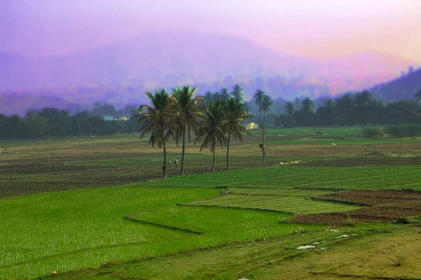 Asya Daki Pirinç Tarlaları Klasik Tropikal Tarım Yaşam — Stok fotoğraf
