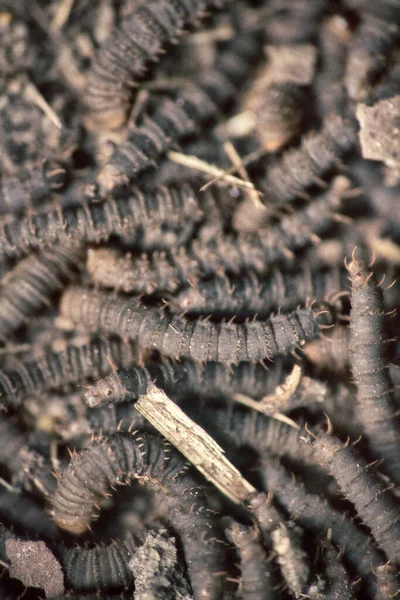 Lot Swarming Worms Ground Grave Worms Death Worm Shall Lie — Stock Photo, Image