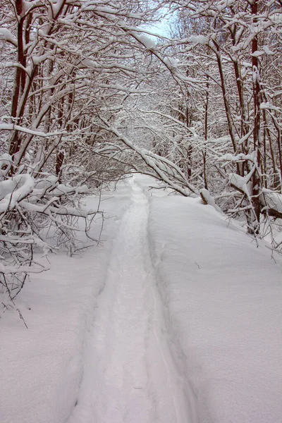 Kış Manzarası Derin Karda Yürüyen Kış Yolu Ağaç Dallarında Don — Stok fotoğraf