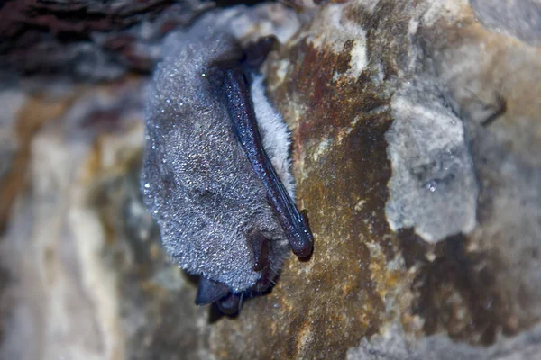 Disparos Durmiendo Cueva Murciélagos —  Fotos de Stock