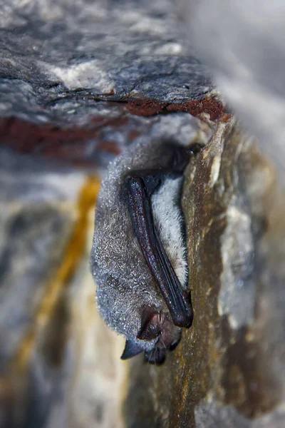 Tiro Dormindo Caverna Morcego — Fotografia de Stock