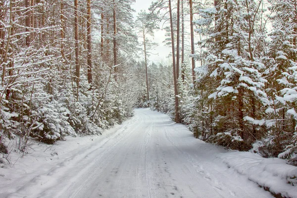 冬季景观 冬季道路在大雪中行走 树枝上结霜 雪地森林 冬季养护 森林道路 — 图库照片