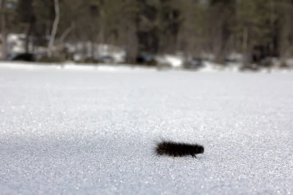 Polilla Invierno Oruga Elige Dirección Arrastra Sobre Nieve Monótona — Foto de Stock