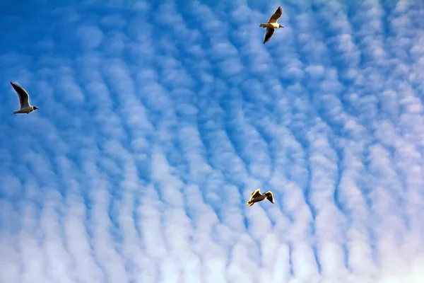 Viele Fliegende Vögel Bei Blauem Himmel Und Atemberaubenden Vlieswolken Altocumulus — Stockfoto