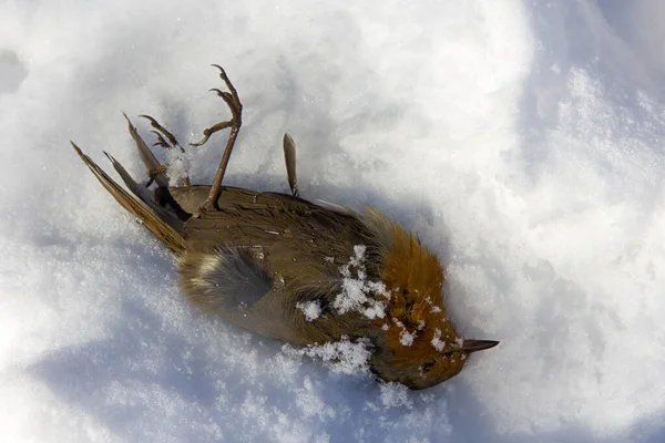 Insectivorous Birds Have Died Cold Periods Mass Food Robin Erithacus — Stock Photo, Image