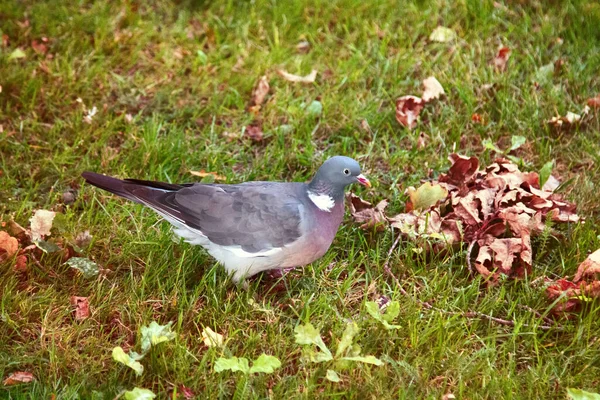 Wood Pigeon Columba Palumbus Palumbus Palumbus Feeding Forest Glade Oak — Stock Photo, Image