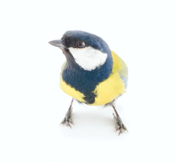 Great Tit Branch White Background — Stock Photo, Image