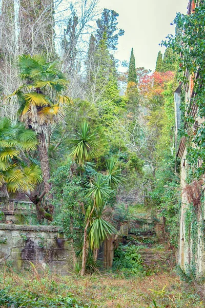 Cânhamo Palmeira Chamaerops Mansão Abandonada Com Parque Paraíso Perdido Êxodo — Fotografia de Stock