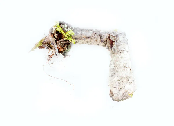 Dead Wood Moss White Background — Stock Photo, Image