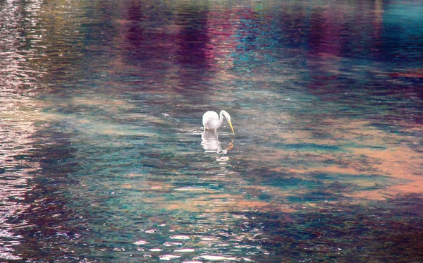 Большая Белая Цапля Американская Цапля Egretta Alba Охотится Мелких Рыбок — стоковое фото