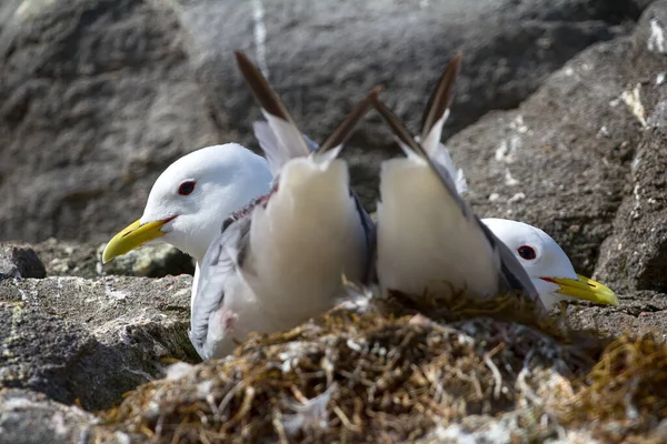 Uma Das Colônias Mais Setentrionais Aves Marinhas Terra Franz Josef — Fotografia de Stock