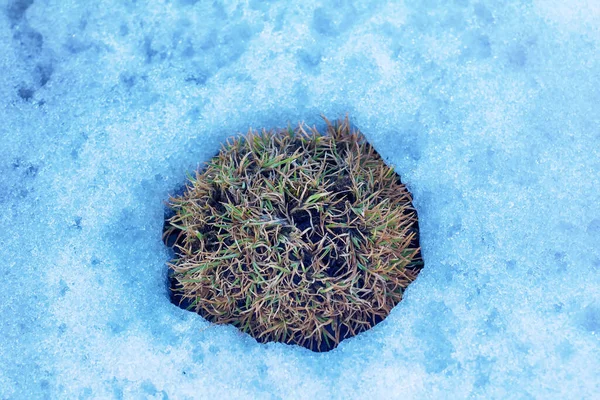 北極の高い植物では雪の中で事実上存在することができる 雪の中で北極の冷たいデザートの穀物 フランツ ヨーゼフ土地 — ストック写真