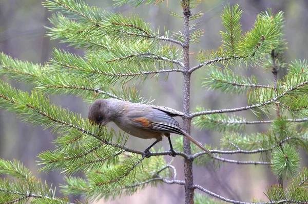 Orman Haşereleriyle Savaşmanın Biyolojik Yöntemleri Sibirya Alakarga Kuşu Perisoreus Infaustus — Stok fotoğraf