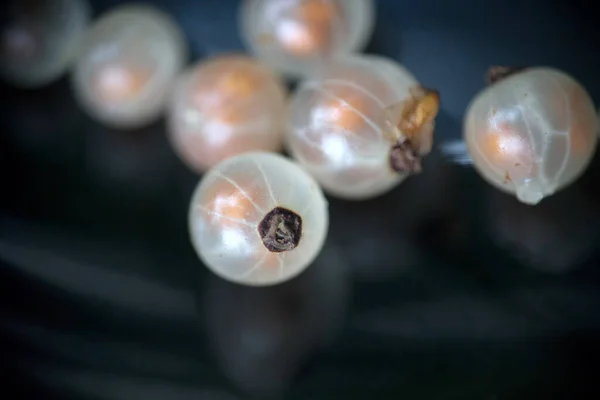 白醋栗 黄醋栗 的浆果是透明的 像珍珠 散落的珠子 在黑色光滑的背景上有阴影 工业品 — 图库照片