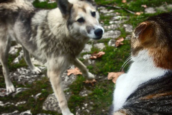 Peleen Como Perros Gatos Perro Callejero Perseguido Gato Cerca Ambos — Foto de Stock