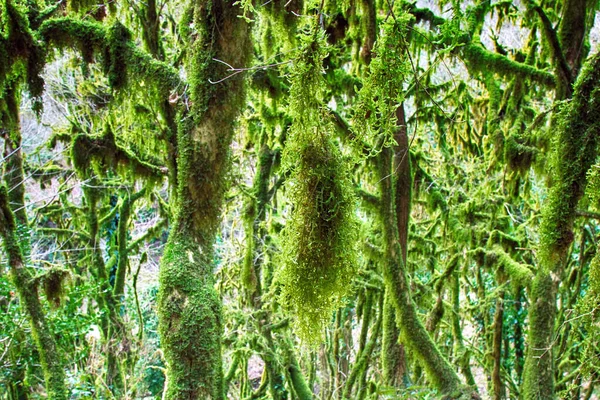 Híres Boxwood Colchis Buxus Colchica Szubtrópusi Örökzöld Borította Neckera Moha — Stock Fotó