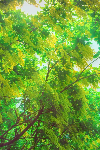 Vår Bakgrund Grön Blommande Träd Gula Blommor Solen — Stockfoto