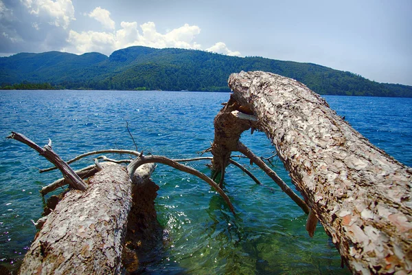 Tronco Moagem Mar Caído Árvore Água Tiro Contorno — Fotografia de Stock