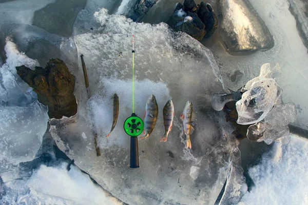 Ενεργό Υπόλοιπο Αλιεία Πέρκα Χειμώνα Από Πάγο Σύνθεση Των Αλιευμάτων Εικόνα Αρχείου