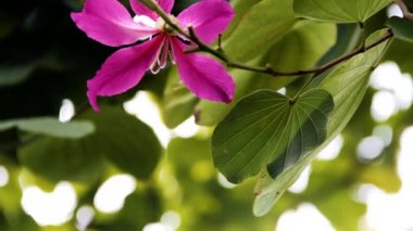 (Bauhinia sp.) ya da çiçek açan orkide ağacı