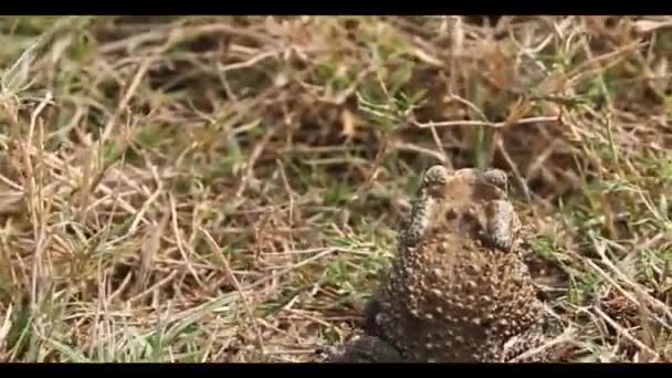 Asiatische Erdkröte (Bufo melanostictus)) — Stockvideo