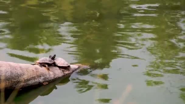 Två rödörade terrapiner (Trachemys scripta) — Stockvideo