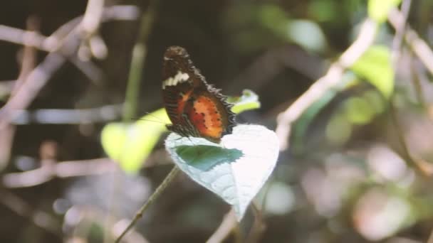 Leopard Lacewing (Cethosia sp.) z Vietnamu — Stock video