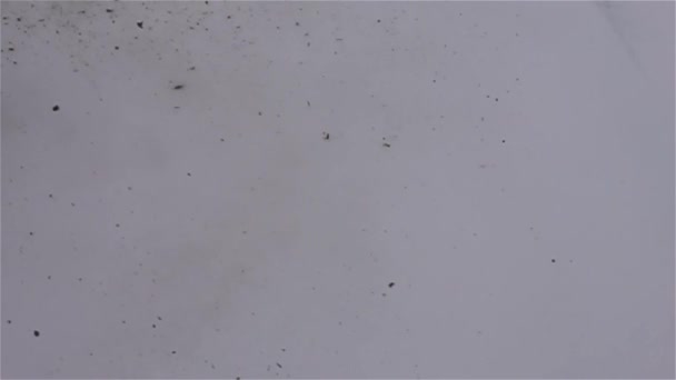 黑烟和烟尘落在洁白的初雪上. — 图库视频影像