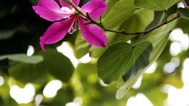 (Bauhinia sp.) eller Orkidéträd blommar — Stockvideo