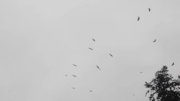Las cigüeñas están dando vueltas en el cielo — Vídeo de stock