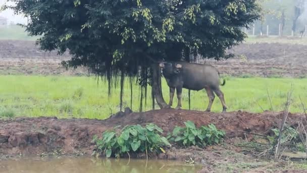 Límite de campo entre dos cheques de arroz — Vídeo de stock