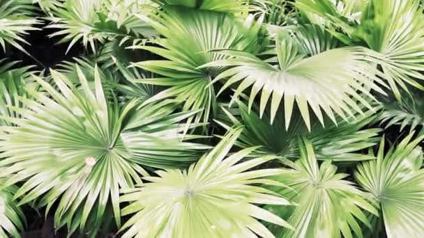 Probabilmente Liviston Fan Palm — Video Stock