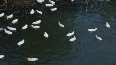 Pekin beyaz ördekleri göletin üzerinde. Vietnam 'da ördek çiftliği
