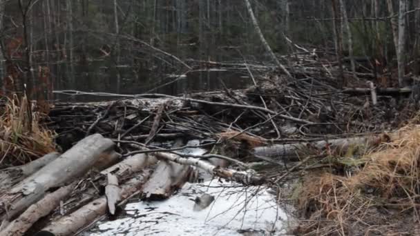 Bävrar dämde upp bäcken och översvämmade skogen — Stockvideo