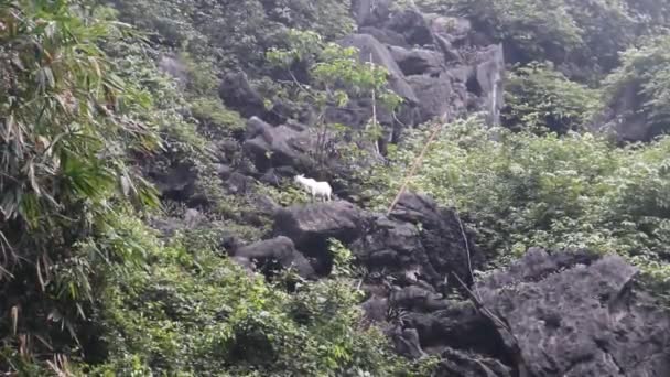 Des chèvres sauvages escaladent des rochers couverts de forêt tropicale — Video