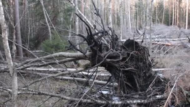 Turfvuur; grondvuur in gemengde boreale bossen — Stockvideo