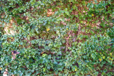 Doğa uzaya geri döndü. Pencere yeşil bir dünyada sarmaşıkların arkasında gizlidir.