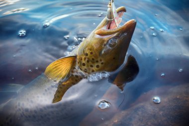 İskandinavya göllerinde dönen balık (yem balıkçılığı). Brook alabalığı (Steelhead gökkuşağı alabalığı, char, bull-alabalığı, cani, lax, Salmo trutta trutta - erkek) dönme dolaba yakalandı, kapat