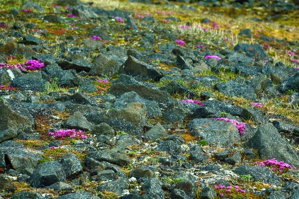 Aantrekkelijk Exotisch Landschap Koude Arctische Woestijnen Met Bloeiende Paarse Steenbreek — Stockfoto