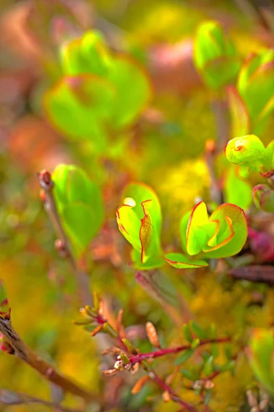 New Spring Leaves Trees Arctic — Stock Photo, Image